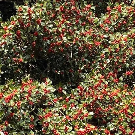 La Casetta Nel Bosco Per Turisti Casa vacanze Castelbuono (Sicily)